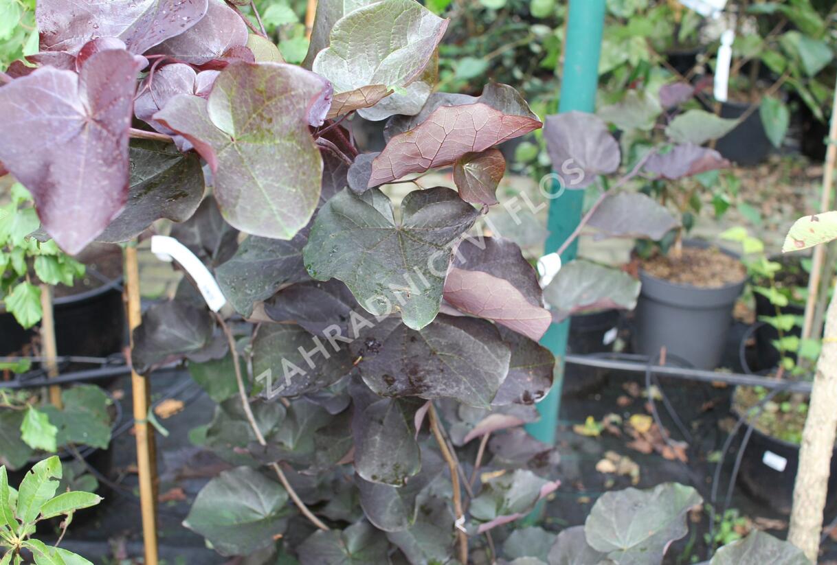 Zmarlika kanadská 'Merlot' - Cercis canadensis 'Merlot'