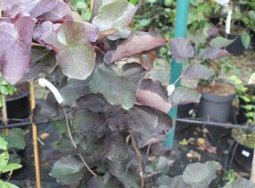 Zmarlika kanadská 'Merlot' - Cercis canadensis 'Merlot'