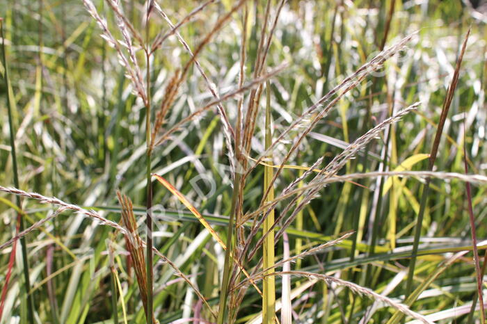 Ozdobnice čínská 'Ruby Cute' - Miscanthus sinensis 'Ruby Cute'