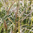 Ozdobnice čínská 'Ruby Cute' - Miscanthus sinensis 'Ruby Cute'