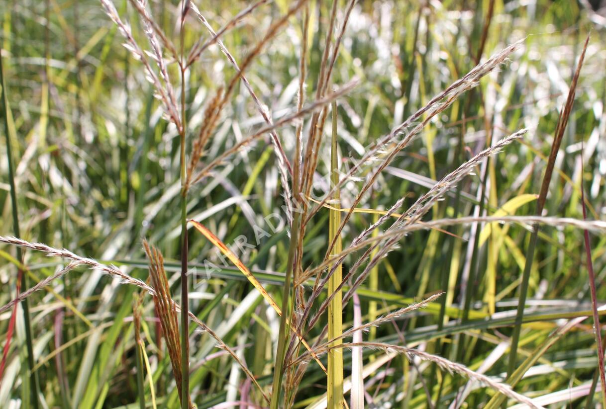 Ozdobnice čínská 'Ruby Cute' - Miscanthus sinensis 'Ruby Cute'