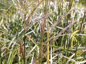 Ozdobnice čínská 'Ruby Cute' - Miscanthus sinensis 'Ruby Cute'