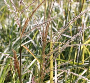 Ozdobnice čínská 'Ruby Cute' - Miscanthus sinensis 'Ruby Cute'