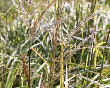 Ozdobnice čínská 'Ruby Cute'