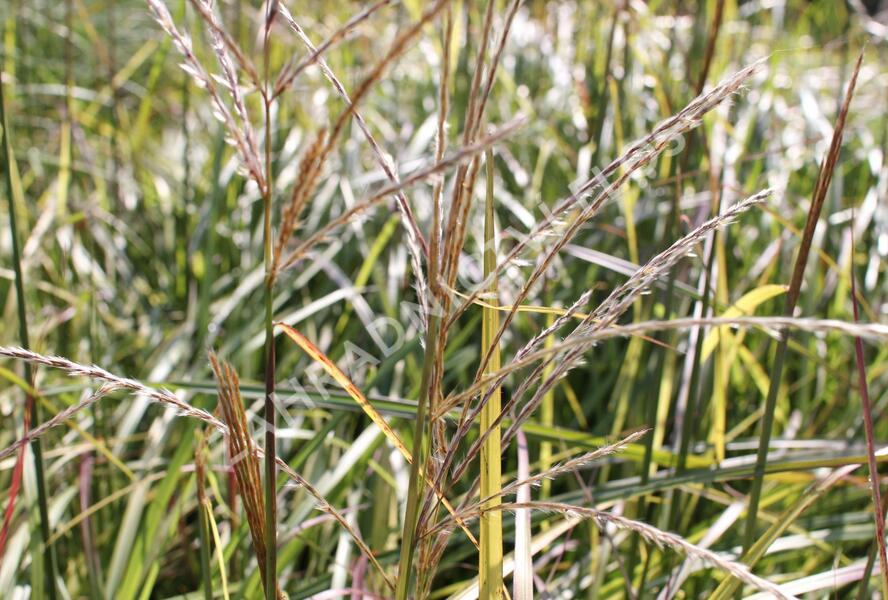 Ozdobnice čínská 'Ruby Cute' - Miscanthus sinensis 'Ruby Cute'