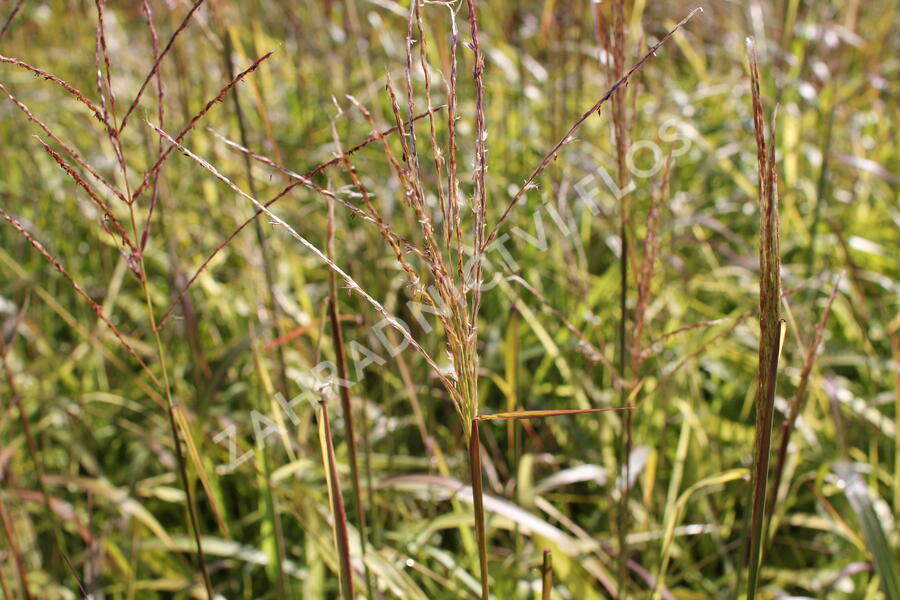 Ozdobnice čínská 'Navajo' - Miscanthus sinensis 'Navajo'