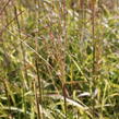 Ozdobnice čínská 'Navajo' - Miscanthus sinensis 'Navajo'