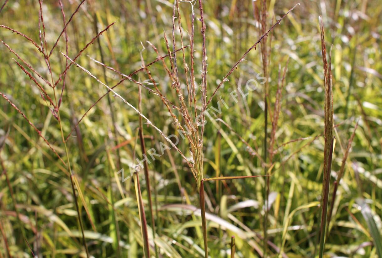 Ozdobnice čínská 'Navajo' - Miscanthus sinensis 'Navajo'