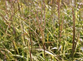 Ozdobnice čínská 'Navajo' - Miscanthus sinensis 'Navajo'