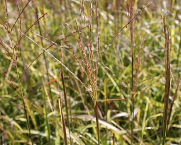 Ozdobnice čínská 'Navajo'