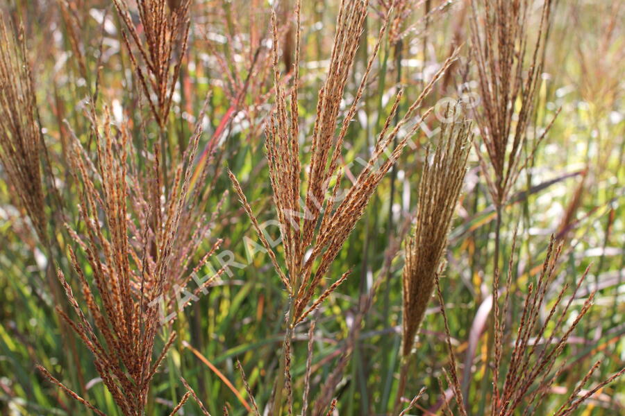 Ozdobnice čínská 'Neil Lucas' - Miscanthus sinensis 'Neil Lucas'