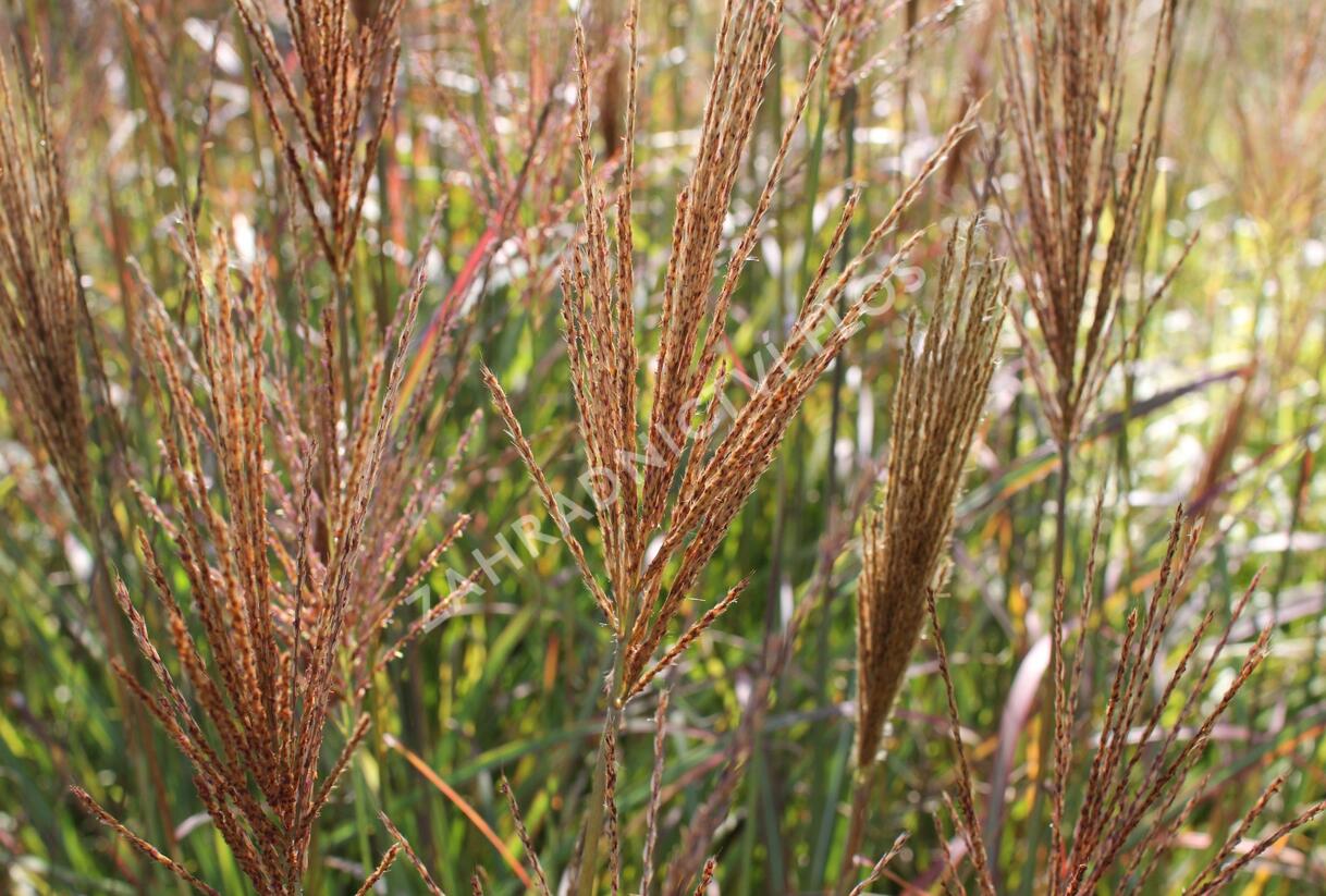 Ozdobnice čínská 'Neil Lucas' - Miscanthus sinensis 'Neil Lucas'