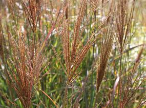 Ozdobnice čínská 'Neil Lucas' - Miscanthus sinensis 'Neil Lucas'