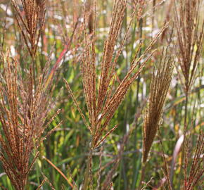 Ozdobnice čínská 'Neil Lucas' - Miscanthus sinensis 'Neil Lucas'