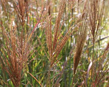 Ozdobnice čínská 'Neil Lucas'