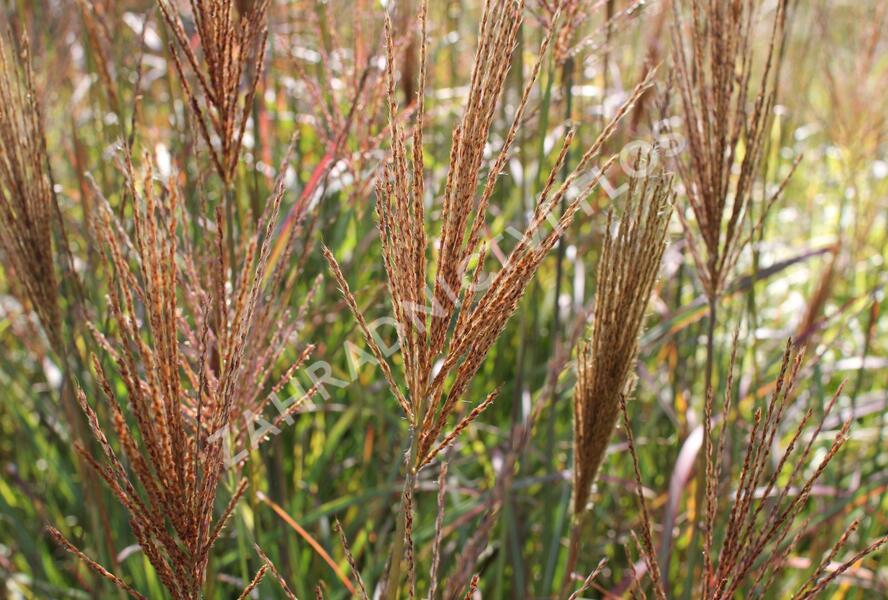 Ozdobnice čínská 'Neil Lucas' - Miscanthus sinensis 'Neil Lucas'
