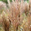 Ozdobnice čínská 'Neil Lucas' - Miscanthus sinensis 'Neil Lucas'