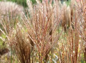 Ozdobnice čínská 'Neil Lucas' - Miscanthus sinensis 'Neil Lucas'