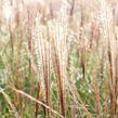 Ozdobnice čínská 'Kleine Silberspinne' - Miscanthus sinensis 'Kleine Silberspinne'