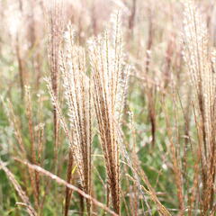 Ozdobnice čínská 'Kleine Silberspinne' - Miscanthus sinensis 'Kleine Silberspinne'