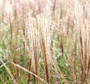 Ozdobnice čínská 'Kleine Silberspinne' - Miscanthus sinensis 'Kleine Silberspinne'