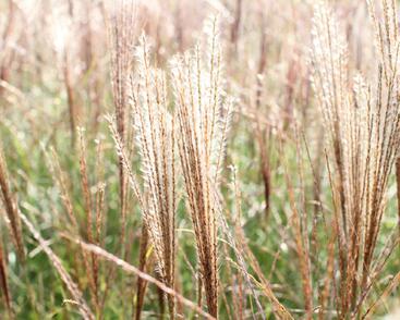 Ozdobnice čínská 'Kleine Silberspinne'