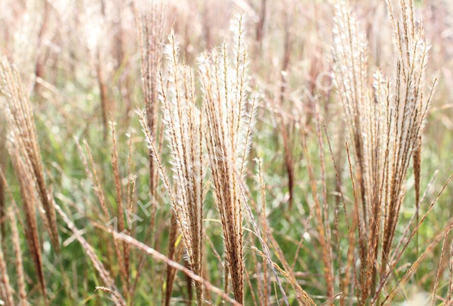 Ozdobnice čínská 'Kleine Silberspinne' - Miscanthus sinensis 'Kleine Silberspinne'