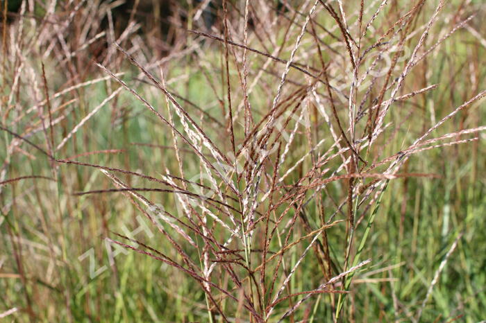 Ozdobnice čínská 'Purple Fall' - Miscanthus sinensis 'Purple Fall'