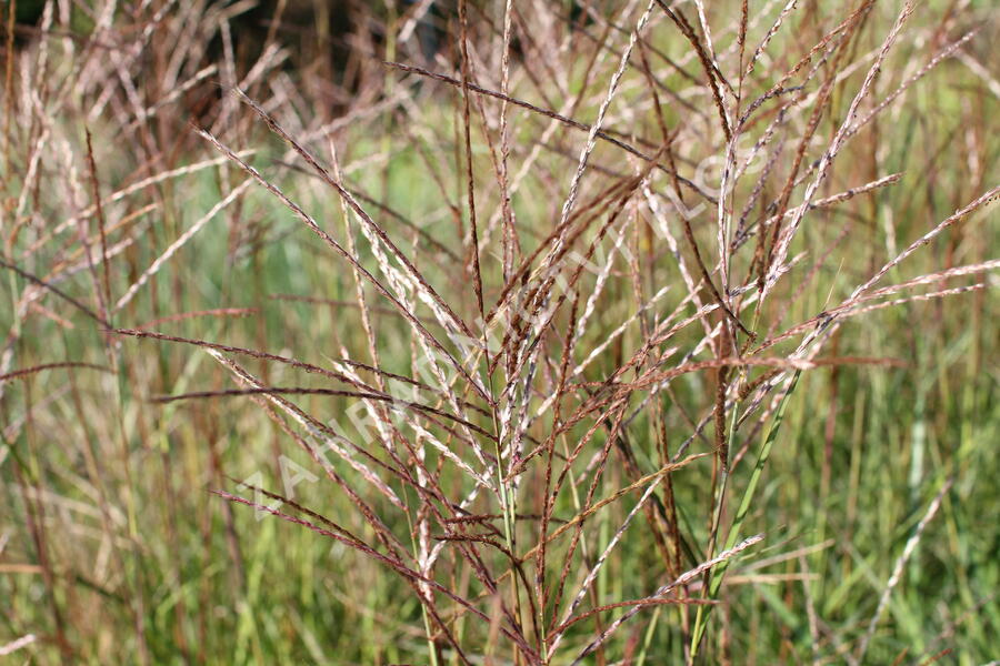 Ozdobnice čínská 'Purple Fall' - Miscanthus sinensis 'Purple Fall'