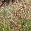 Ozdobnice čínská 'Purple Fall' - Miscanthus sinensis 'Purple Fall'