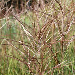 Ozdobnice čínská 'Purple Fall' - Miscanthus sinensis 'Purple Fall'