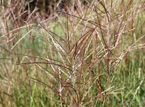 Ozdobnice čínská 'Purple Fall' - Miscanthus sinensis 'Purple Fall'