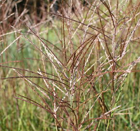 Ozdobnice čínská 'Purple Fall' - Miscanthus sinensis 'Purple Fall'