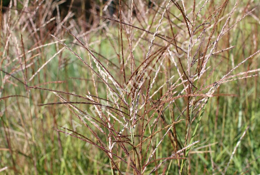 Ozdobnice čínská 'Purple Fall' - Miscanthus sinensis 'Purple Fall'