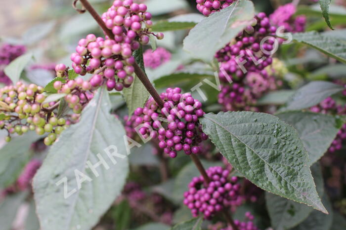 Krásnoplodka Bodinierova 'Profusion' - Callicarpa bodinieri 'Profusion'