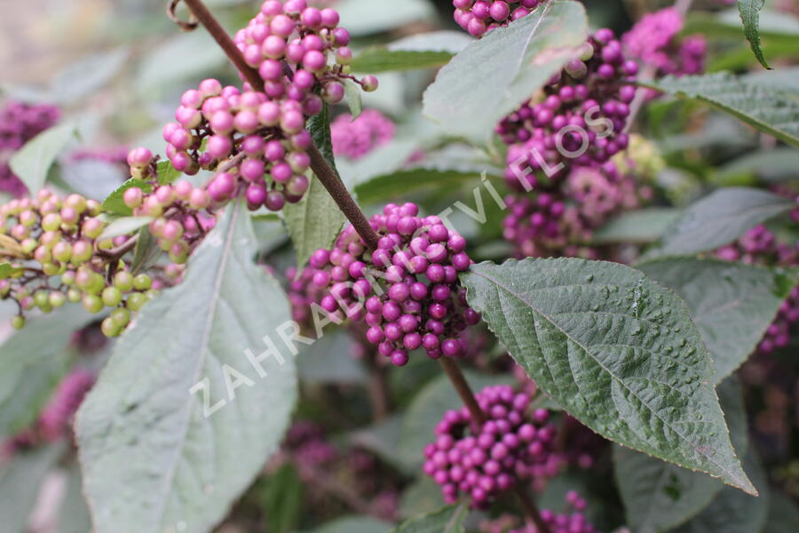 Krásnoplodka Bodinierova 'Profusion' - Callicarpa bodinieri 'Profusion'