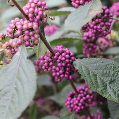 Krásnoplodka Bodinierova 'Profusion' - Callicarpa bodinieri 'Profusion'