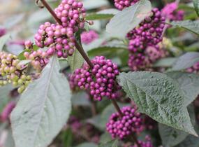 Krásnoplodka Bodinierova 'Profusion' - Callicarpa bodinieri 'Profusion'