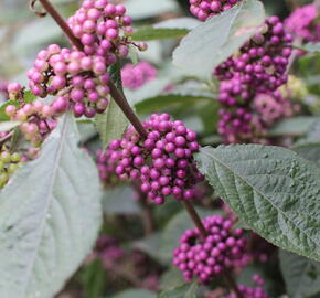 Krásnoplodka Bodinierova 'Profusion' - Callicarpa bodinieri 'Profusion'