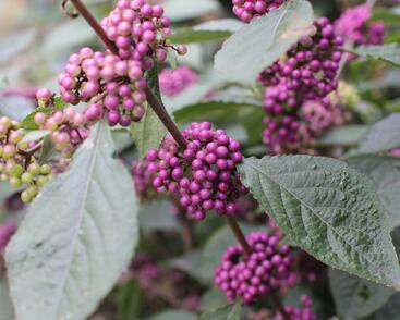 Krásnoplodka Bodinierova 'Profusion'