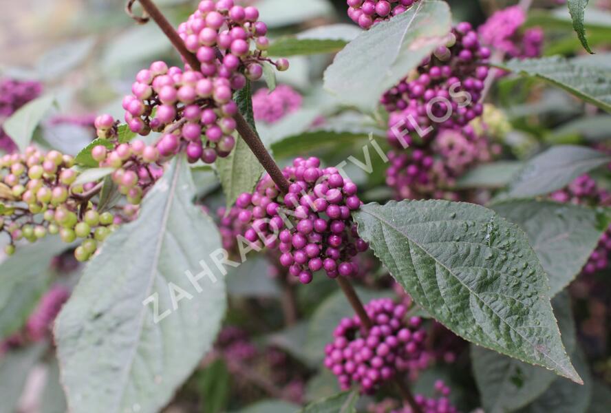 Krásnoplodka Bodinierova 'Profusion' - Callicarpa bodinieri 'Profusion'