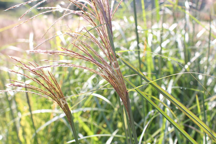 Ozdobnice čínská 'Grosse Fontaine' - Miscanthus sinensis 'Grosse Fontaine'