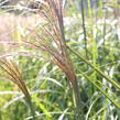 Ozdobnice čínská 'Grosse Fontaine' - Miscanthus sinensis 'Grosse Fontaine'