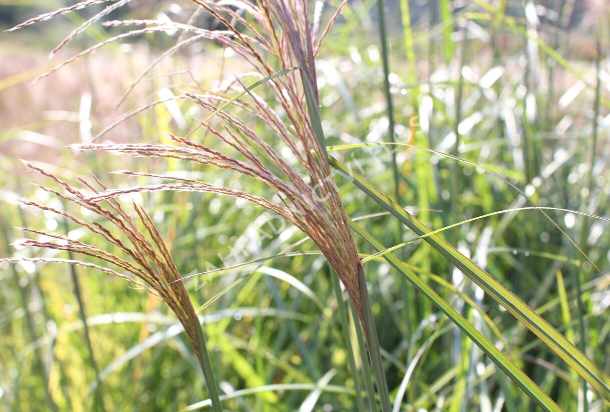 Ozdobnice čínská 'Grosse Fontaine' - Miscanthus sinensis 'Grosse Fontaine'