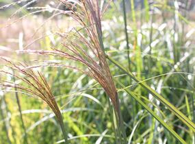 Ozdobnice čínská 'Grosse Fontaine' - Miscanthus sinensis 'Grosse Fontaine'