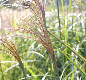 Ozdobnice čínská 'Grosse Fontaine' - Miscanthus sinensis 'Grosse Fontaine'