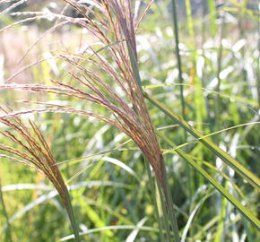 Ozdobnice čínská 'Grosse Fontaine' - Miscanthus sinensis 'Grosse Fontaine'