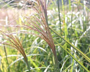 Ozdobnice čínská 'Grosse Fontaine'