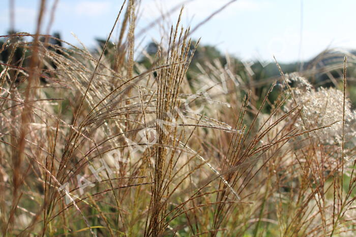 Ozdobnice čínská 'Puenktchen' - Miscanthus sinensis 'Puenktchen'