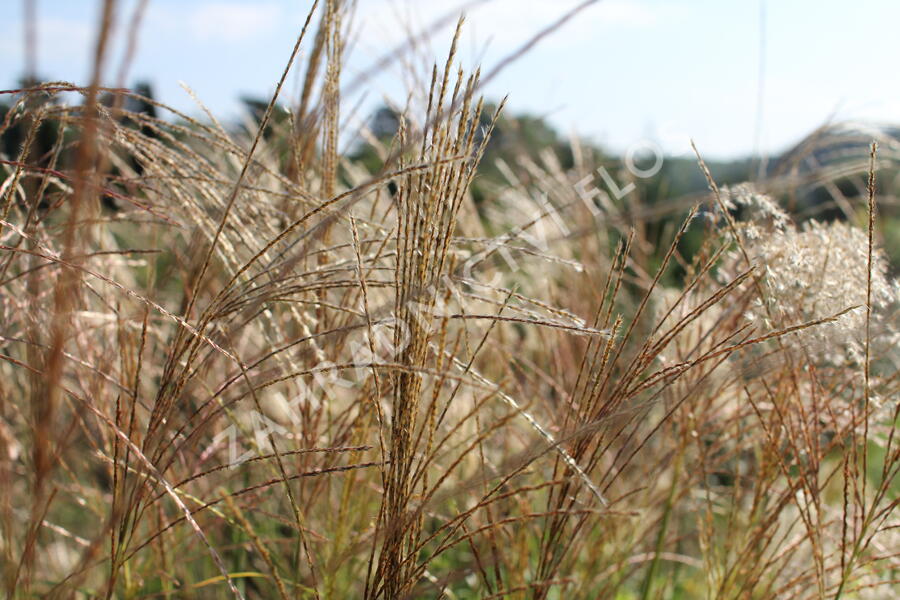 Ozdobnice čínská 'Puenktchen' - Miscanthus sinensis 'Puenktchen'